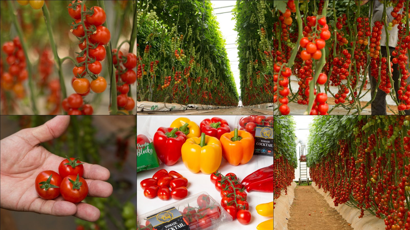 Fotos Ambientais do Viveiro Reserva do Chef (2016 a 2019)